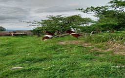 Goats livestock for sale: Two Boer Does For Sale - Image 3