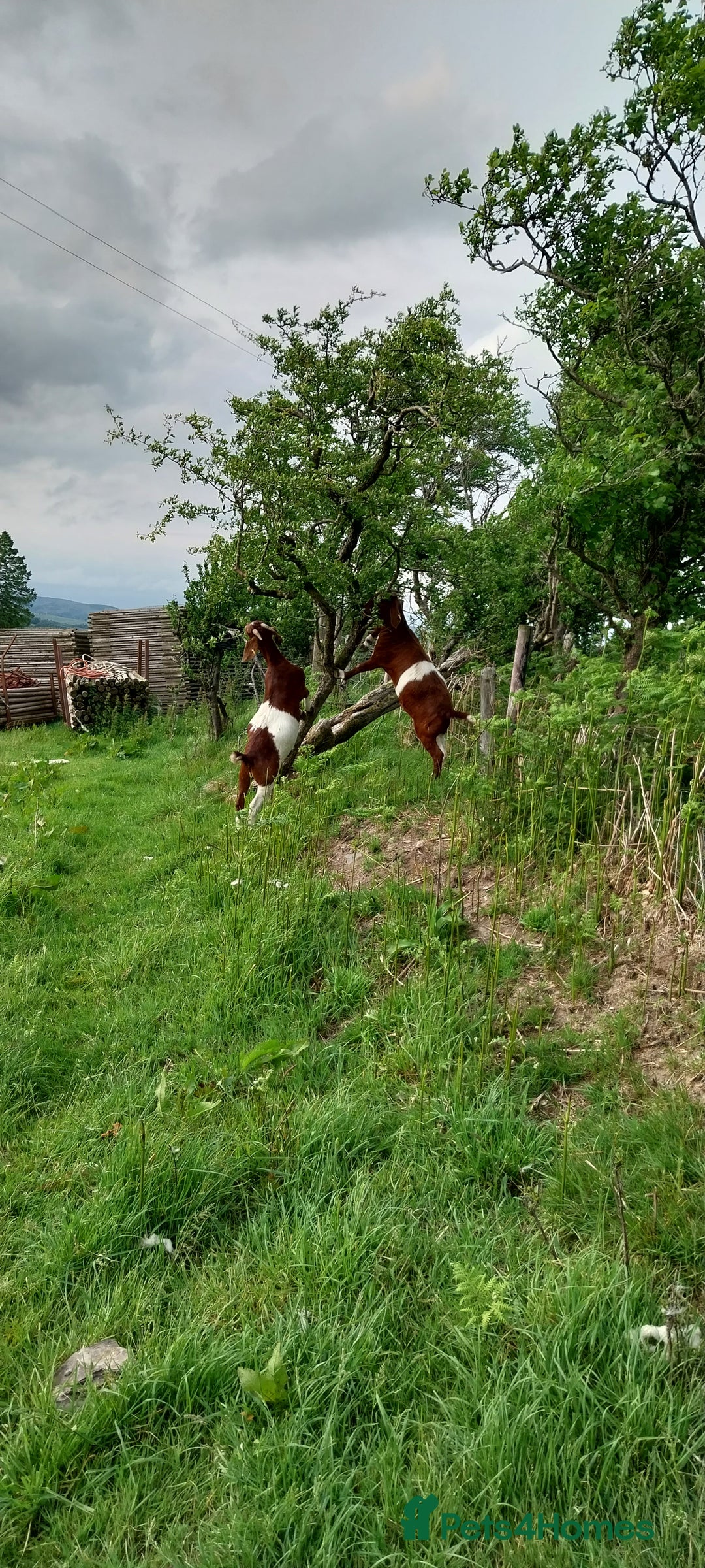 Goats livestock for sale: Two Boer Does For Sale - Image 3
