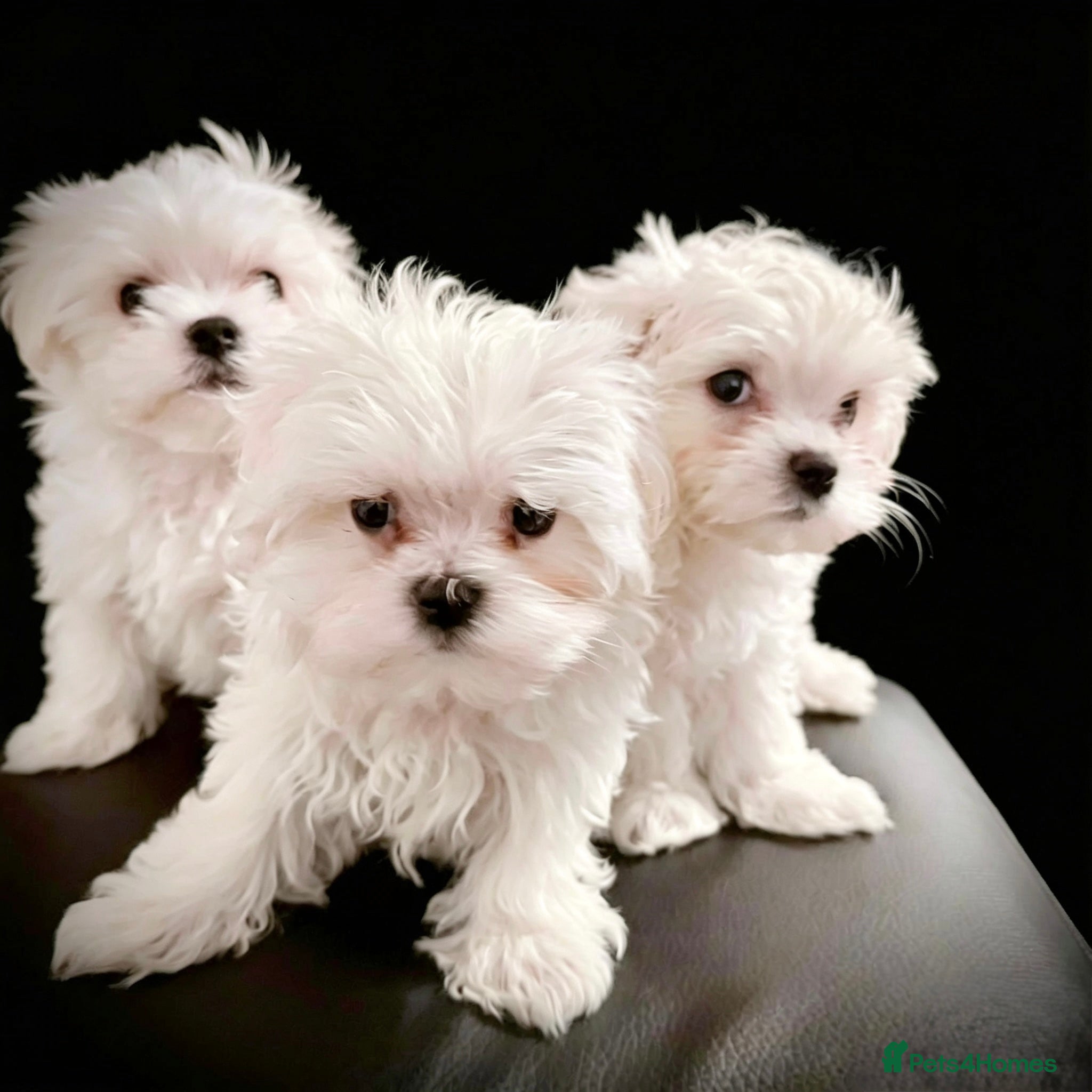 Maltese dogs  ⭐️Over 5 GENERATIONS⭐️ BOYS AVAILABLE  - Advert 5
