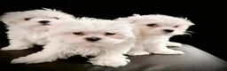 Maltese dogs for sale: 🌟  KC Registered Maltese Puppies Ready 🌟 - Advert 6