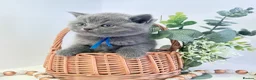 British Shorthair cats for sale: GCCF British short hair boy  - Advert 20