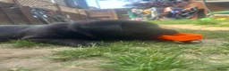 Labrador Retriever dogs for sale: Beautiful litter of Labradors  in Dartford - Advert 2