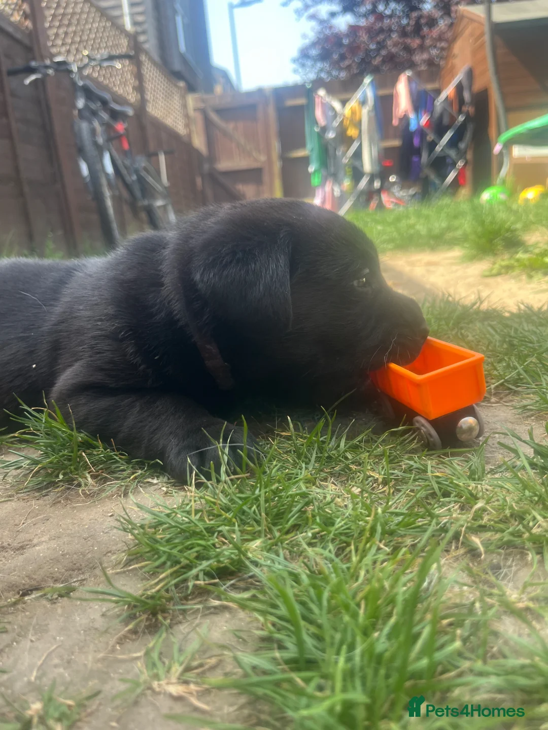 Labrador Retriever dogs for sale: Beautiful litter of Labradors  in Dartford - Advert 2