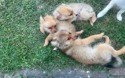 German Spitz dogs for sale: 4x Beautiful German Spitz Pomeranian Puppies  - Image 17