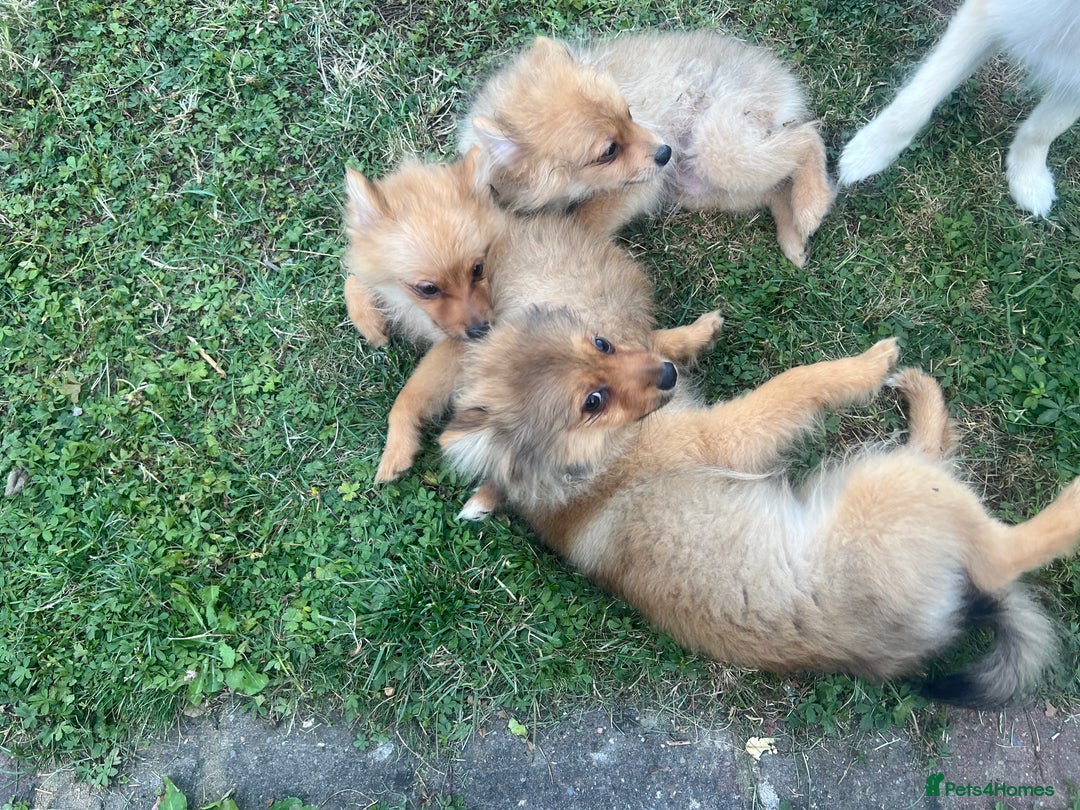 German Spitz dogs for sale: 4x Beautiful German Spitz Pomeranian Puppies  - Image 17