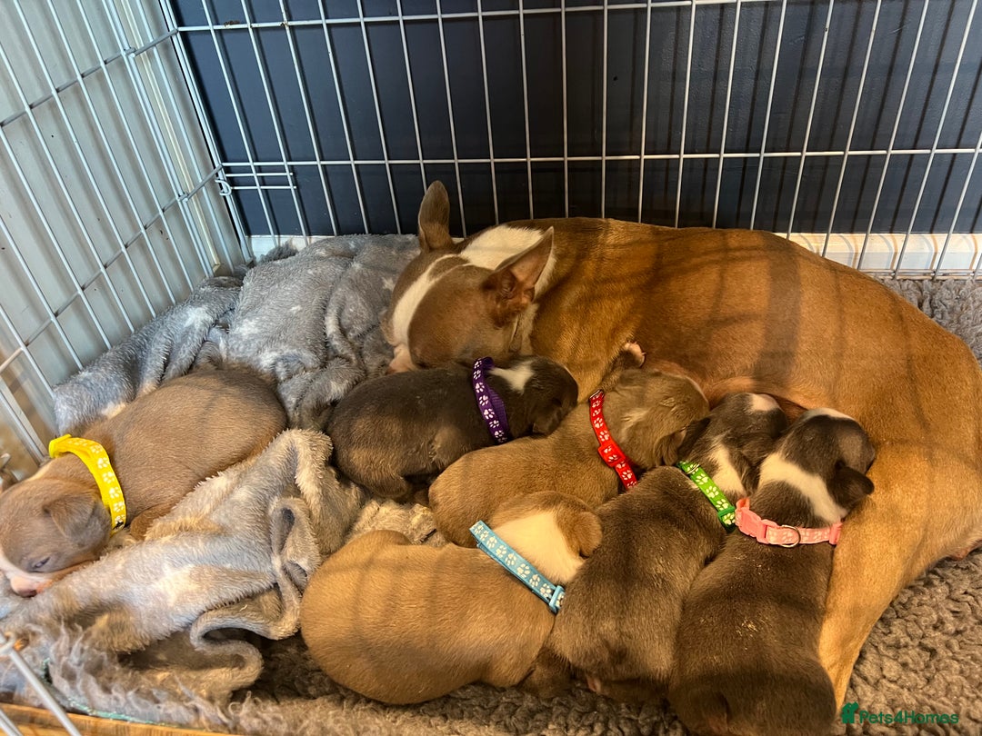 Boston Terrier dogs for sale: Boston terrier puppies - Image 3