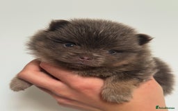 Pomeranian dogs for sale: ** KC pomeranian puppies - Image 12
