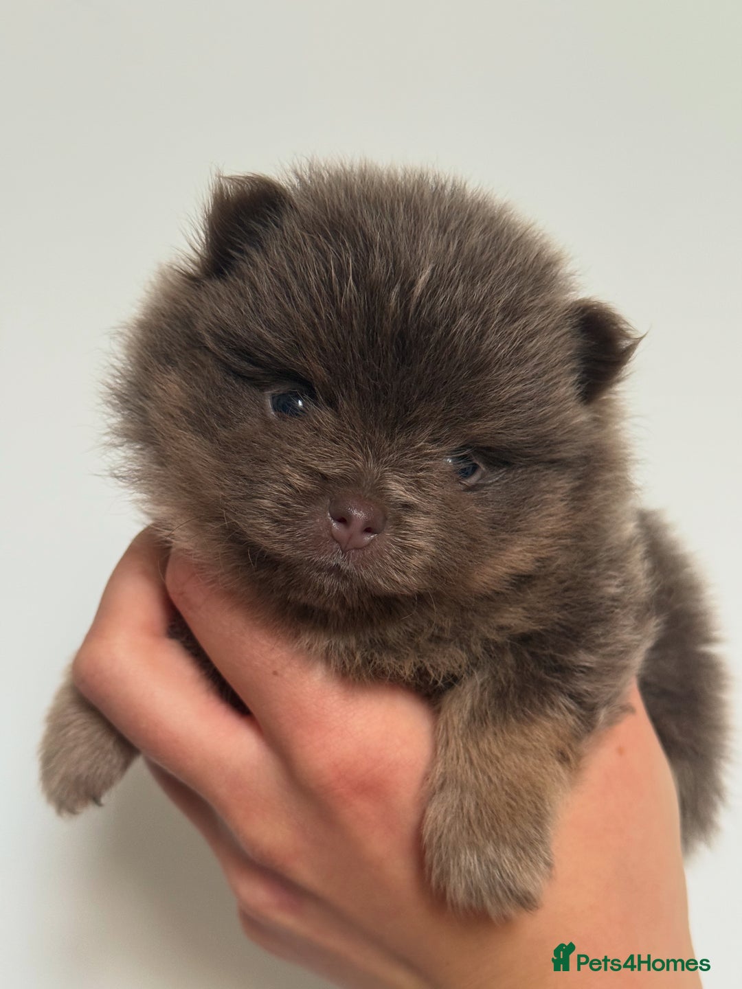 Pomeranian dogs for sale: ** KC pomeranian puppies - Image 12