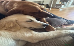 Labrador Retriever dogs for sale: Labrador retriever and Golden retriever  - Image 4