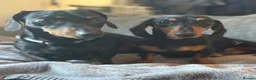 Miniature Dachshund dogs for stud: Miniature Dachshund for Stud - Black & Tan -  - Advert 9