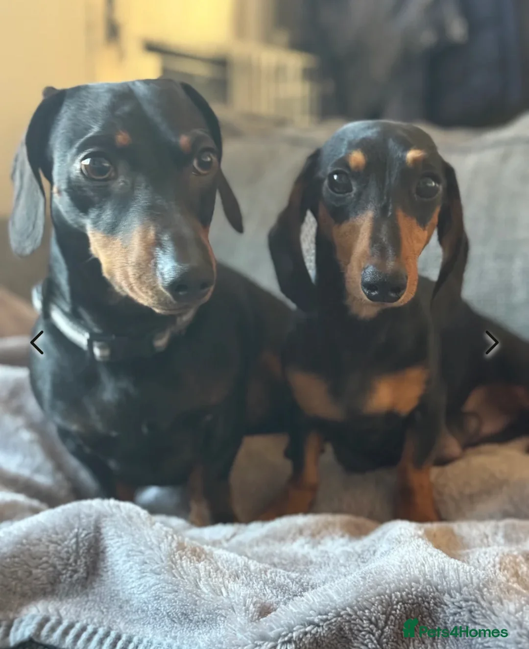 Miniature Dachshund dogs for stud: Miniature Dachshund for Stud - Black & Tan -  - Advert 9