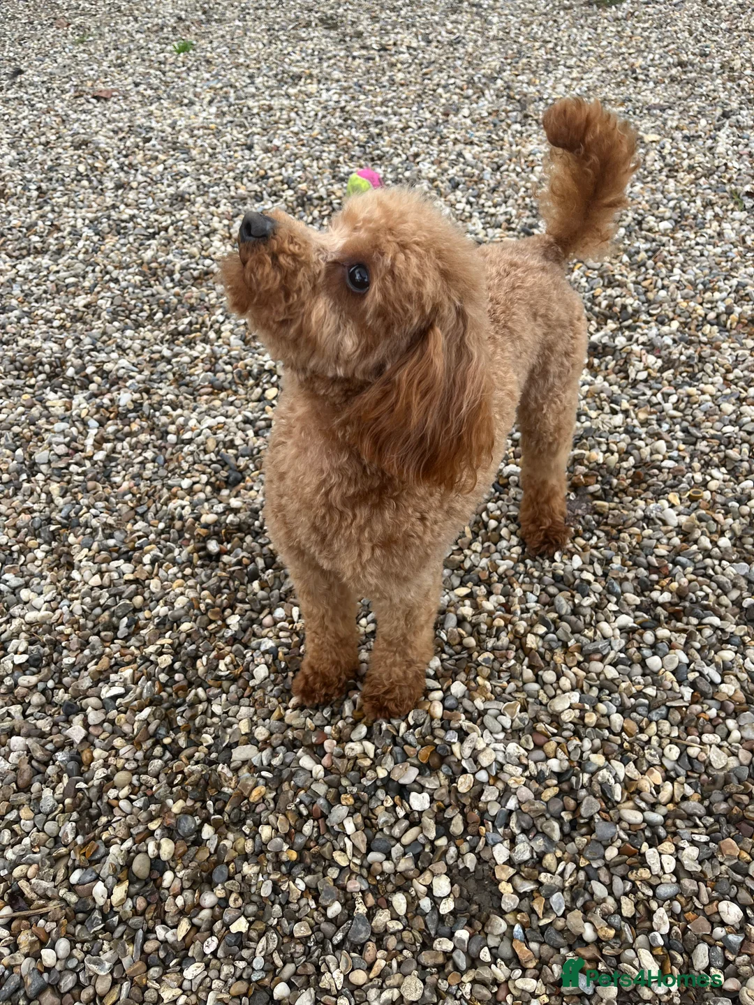 Toy Poodle dogs for stud: 🌹 RED TOY POODLE 9 INCH 2.8 KG HEALTH TESTED 🌹 in Romford - Advert 30