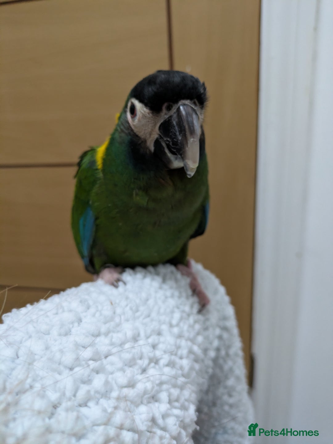 Macaws birds for sale: Golden collard Macaw Yellow collard Macaw  - Advert 19