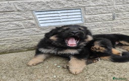 German Shepherd dogs for sale: GSD German shepherd puppies for sale  - Image 4