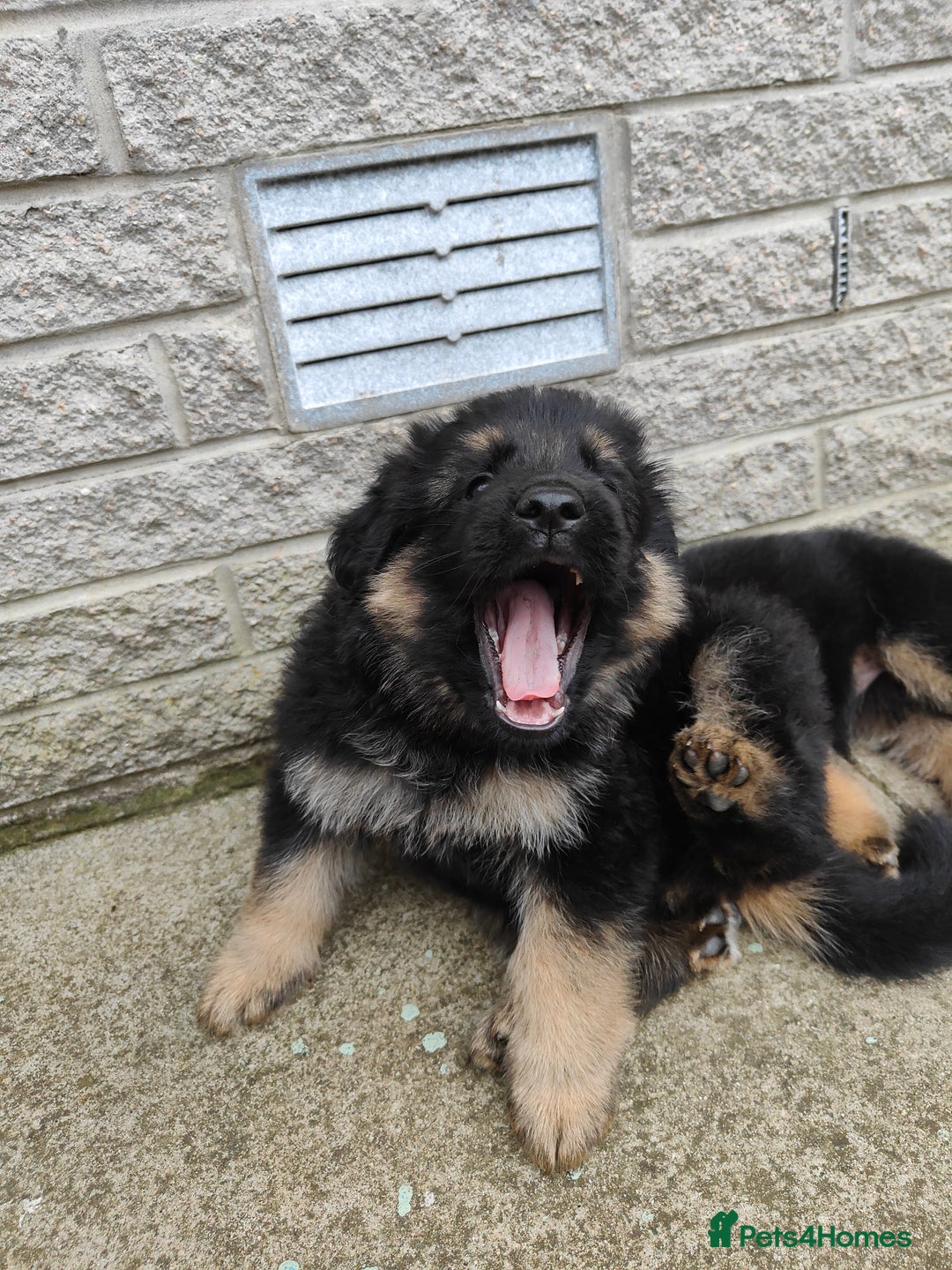 German Shepherd dogs for sale: GSD German shepherd puppies for sale  - Image 4