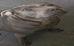Staffordshire Bull Terrier dogs for sale: Stunning Staffordshire bull terrier pups  - Image 22