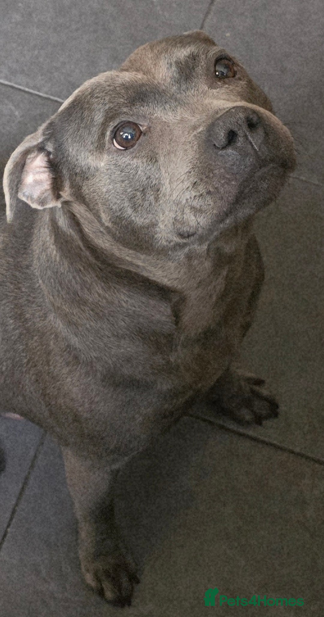 Staffordshire Bull Terrier dogs for sale: Stunning Staffordshire bull terrier pups  - Image 22