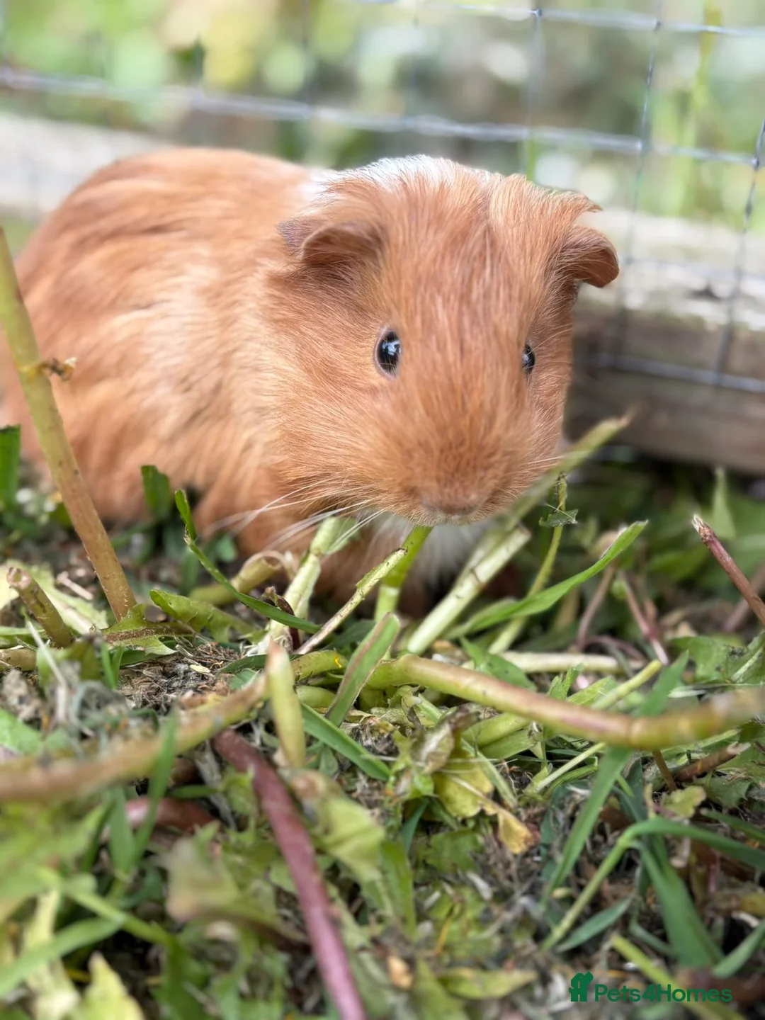 Guinea Pig rodents for sale: Baby Guinea Pigs READY NOW  - Advert 2