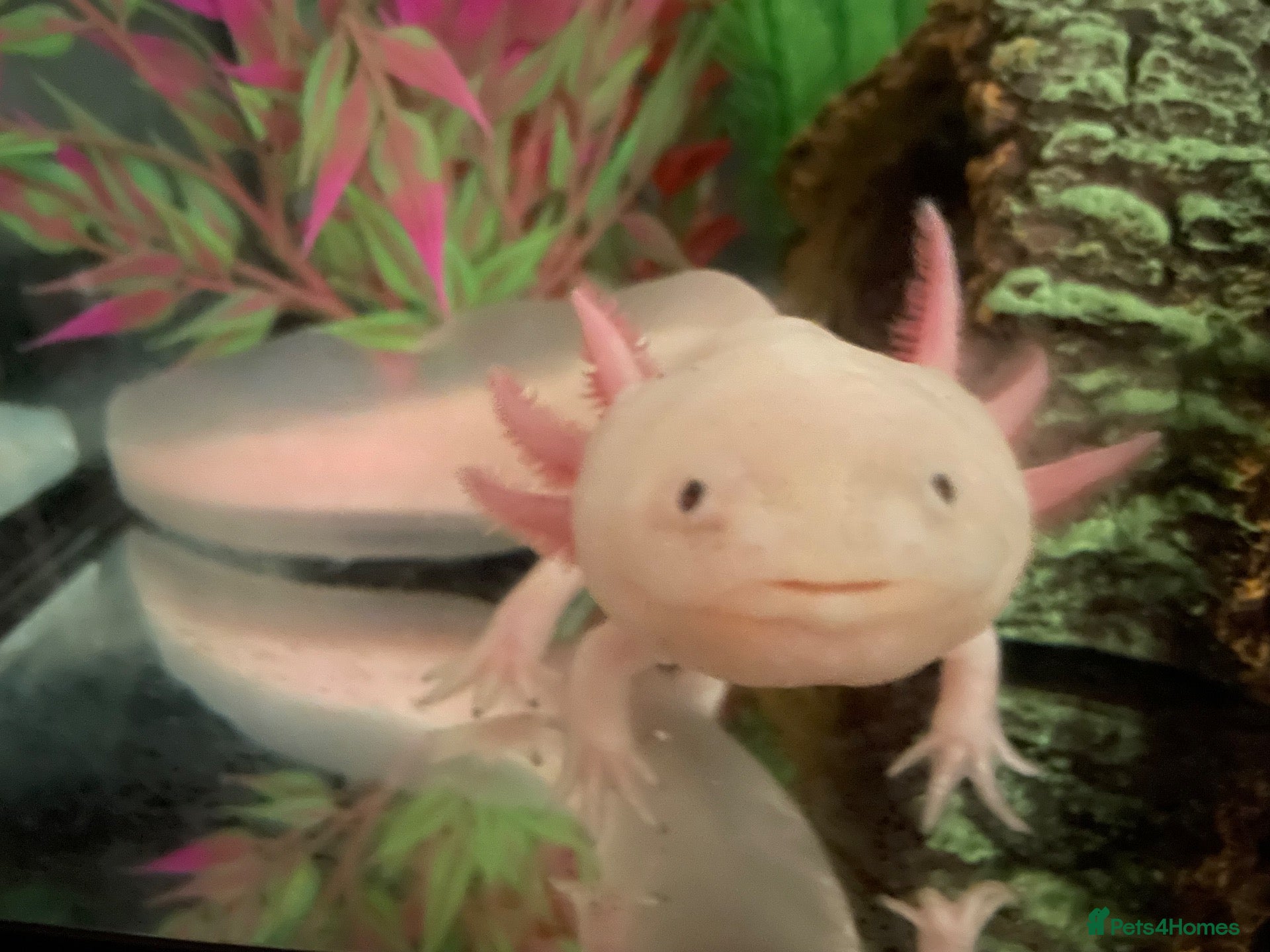 Other/Mixed Breed fish Axolotl looking for a new home  - Advert 4