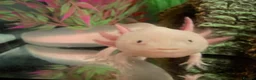 Other/Mixed Breed fish for sale: Axolotl looking for a new home  in Liverpool - Advert 1