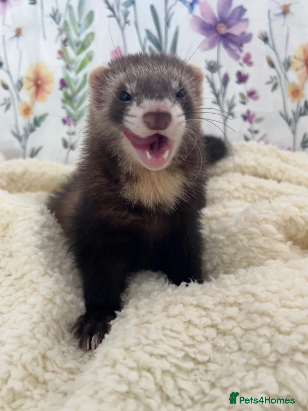 Ferret rodents for sale: Jill is 13 weeks Hob is 14 weeks. - ISLE SHEPPEY - Advert 1