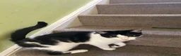 Mixed Breed cats for sale: Mid kitten  in London - Advert 3