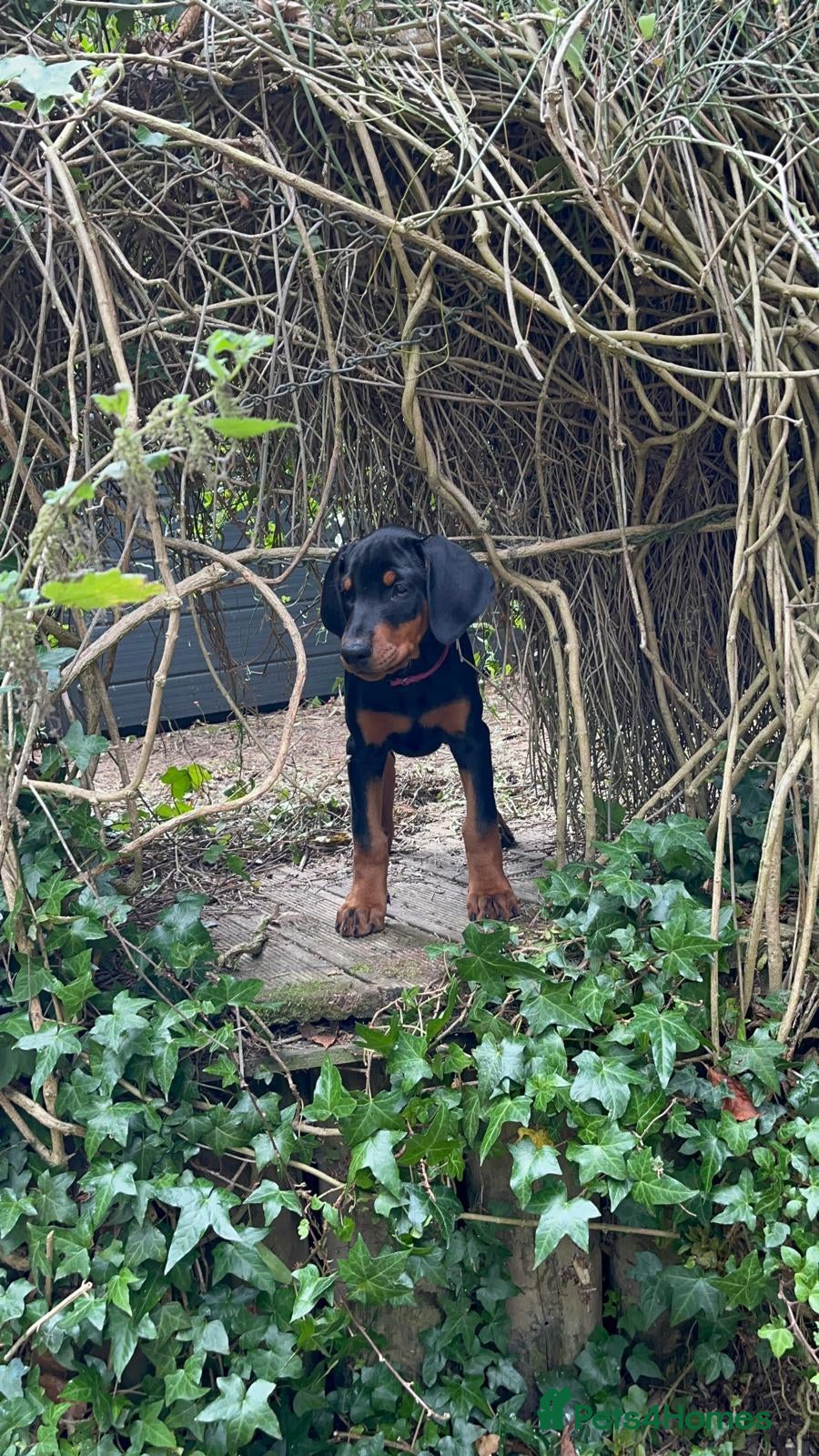 Dobermann dogs KC REGISTERED DOBERMANN PUPS – EXCEPTIONAL LITTER - Advert 2