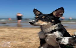 Mixed Breed dogs for sale: * REDUCED * collie x kelpie female pup  - Image 1