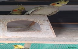 Cockatiels birds for sale: 3 cocketiels for sale - Image 6