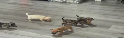 Jackshund dogs for sale: Beautiful jackweenies for sale  - Advert 26