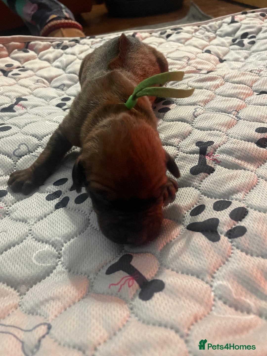 Rhodesian Ridgeback dogs for sale: Beautiful Rhodesian Ridgeback pups - Advert 21