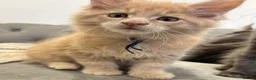Maine Coon cats for sale: TICA Registered Maine Coon Kittens 🐾 - Advert 9
