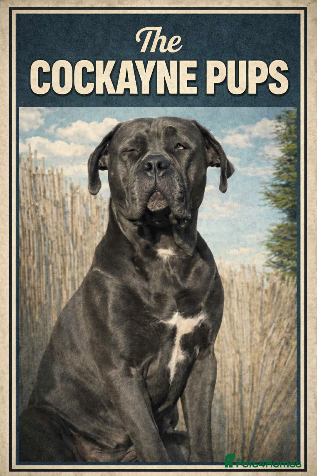 Cane Corso dogs for sale: Cane corso pups  - Advert 9