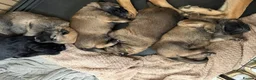 Mixed Breed dogs for sale: Stunning German Shepherd x Belgian Malinois Litter - Advert 11