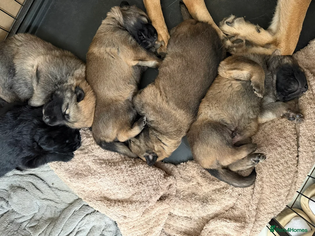 Mixed Breed dogs for sale: Stunning German Shepherd x Belgian Malinois Litter - Advert 11