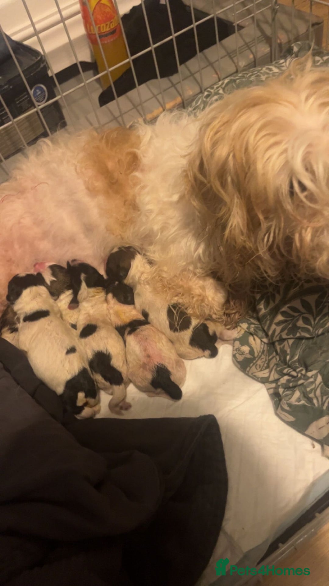Jackapoo dogs for sale: Jack Russell mix - Image 3