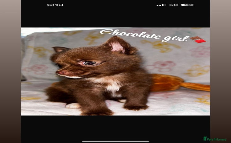 Chihuahua dogs - Advert 2