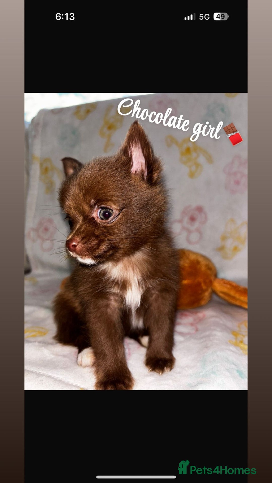 Chihuahua dogs for sale: Chihuahua puppies  - Image 1