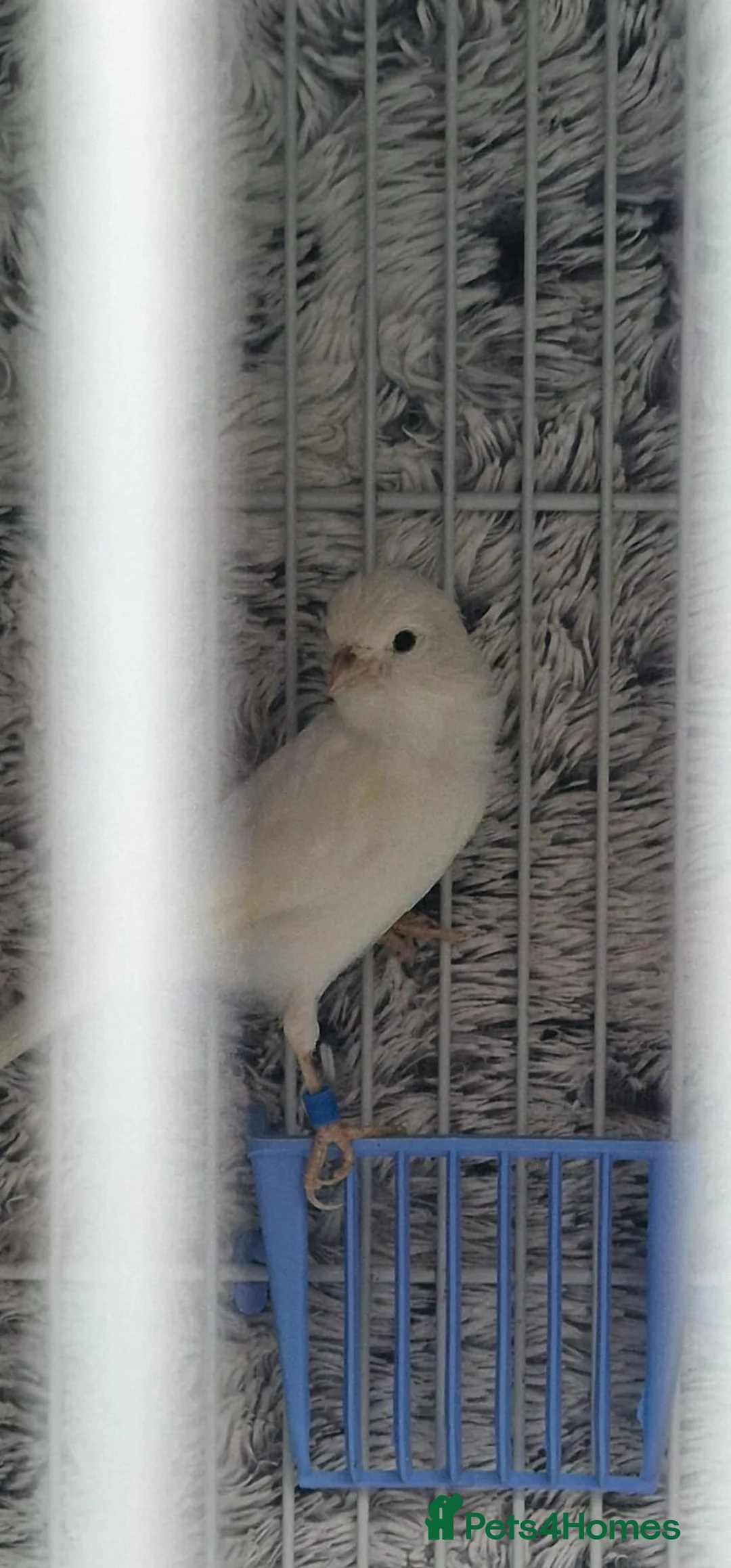 Canaries birds for sale: Mixed caneries - Advert 6