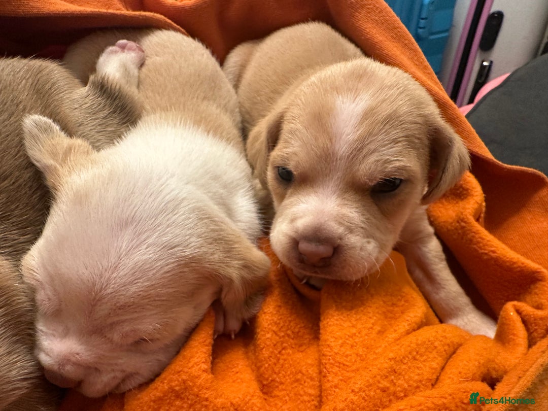 Mixed Breed dogs for sale: Beagle / pocket bully puppies  - Advert 5