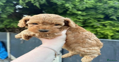 Cockapoo dogs - Advert 8