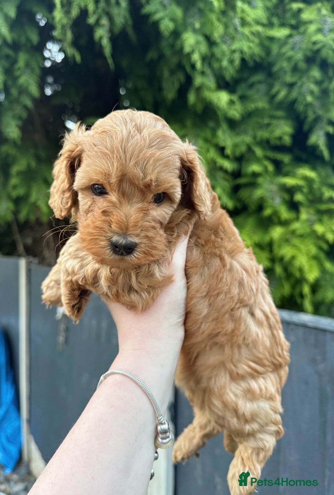 Cockapoo dogs for sale: F2 Red Cockapoo’s  - Image 3