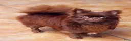 Chihuahua dogs for sale: Beautiful chihuahua puppies - Advert 20