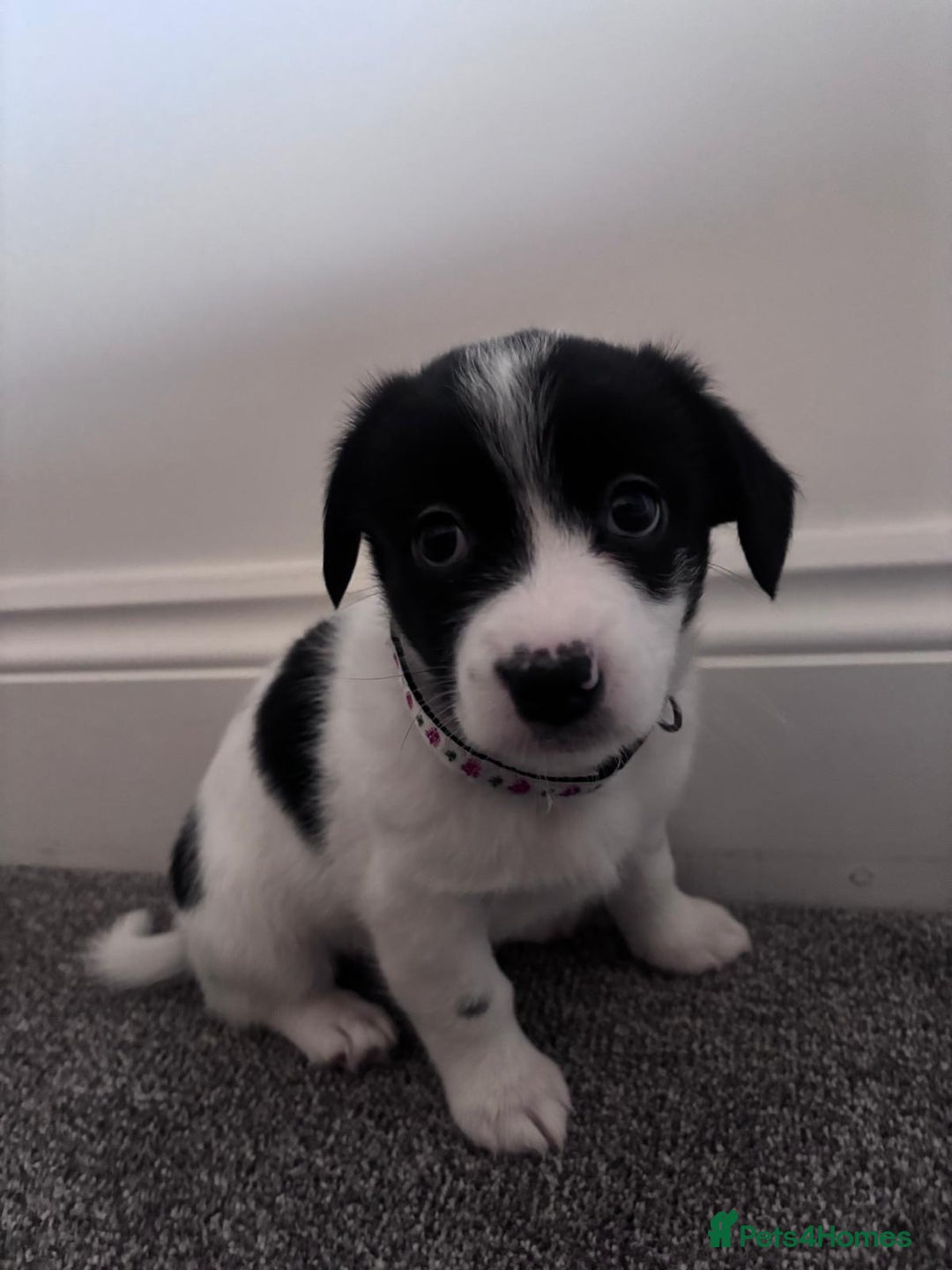 Mixed Breed dogs for sale: 3 beautiful Bichon Maltese mixed breed pups - Advert 14