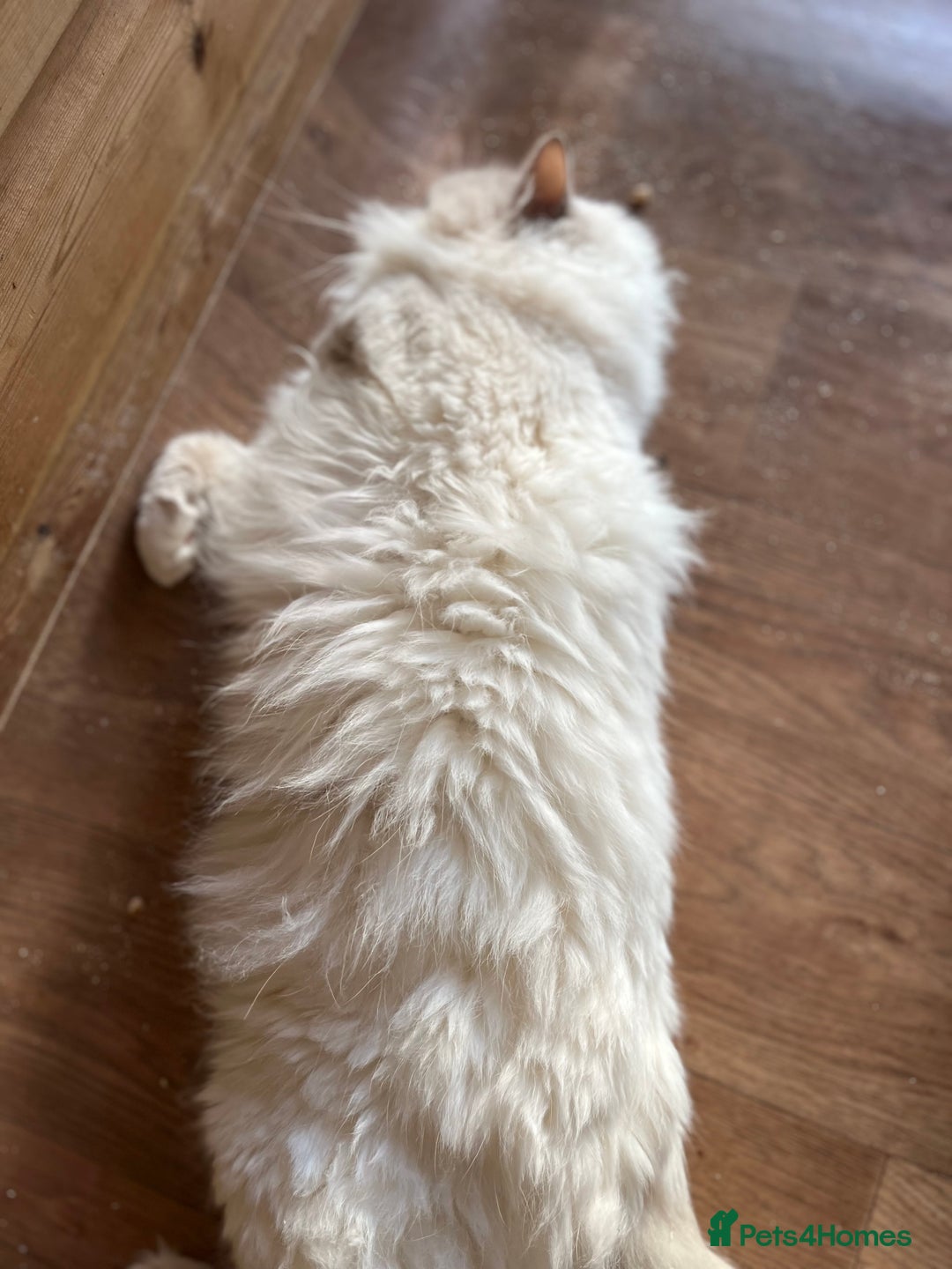 Ragdoll cats for sale: Adult male ragdoll Gccf 4 pet home  - Advert 3