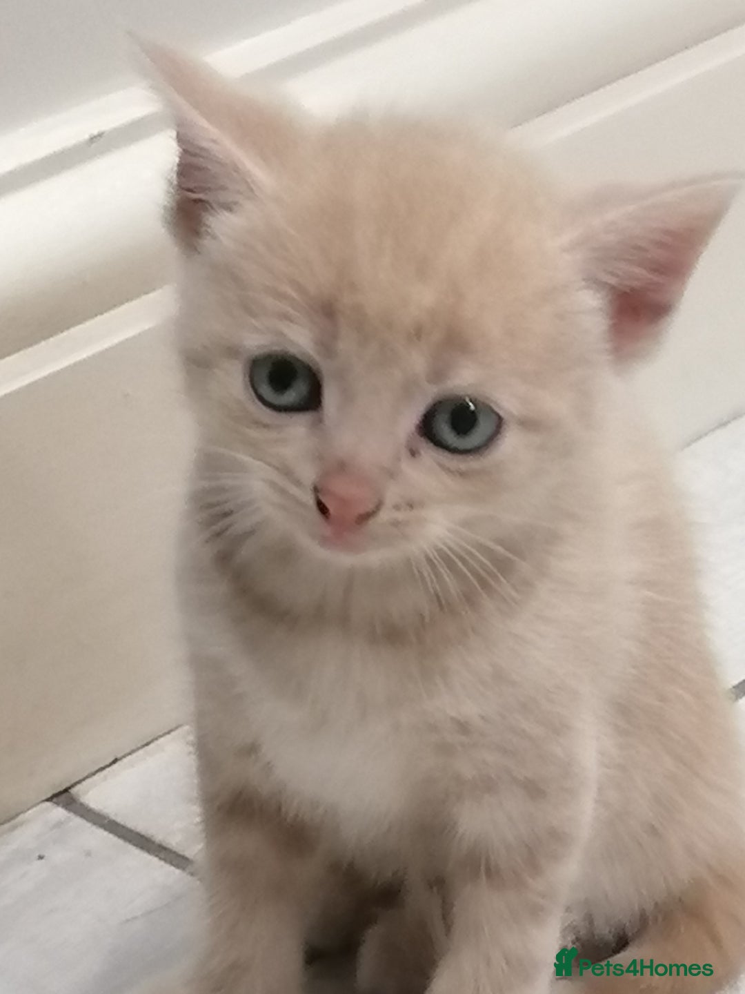 Mixed Breed cats for sale: Absolutely Gorgeous, Affectionate,playful kittens  - Image 3