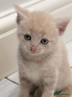 Mixed Breed cats - Advert 3