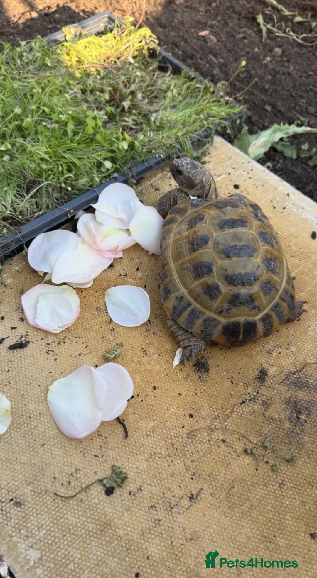 Tortoise reptiles for sale: Horsefield Tortoise (Male) - Advert 2