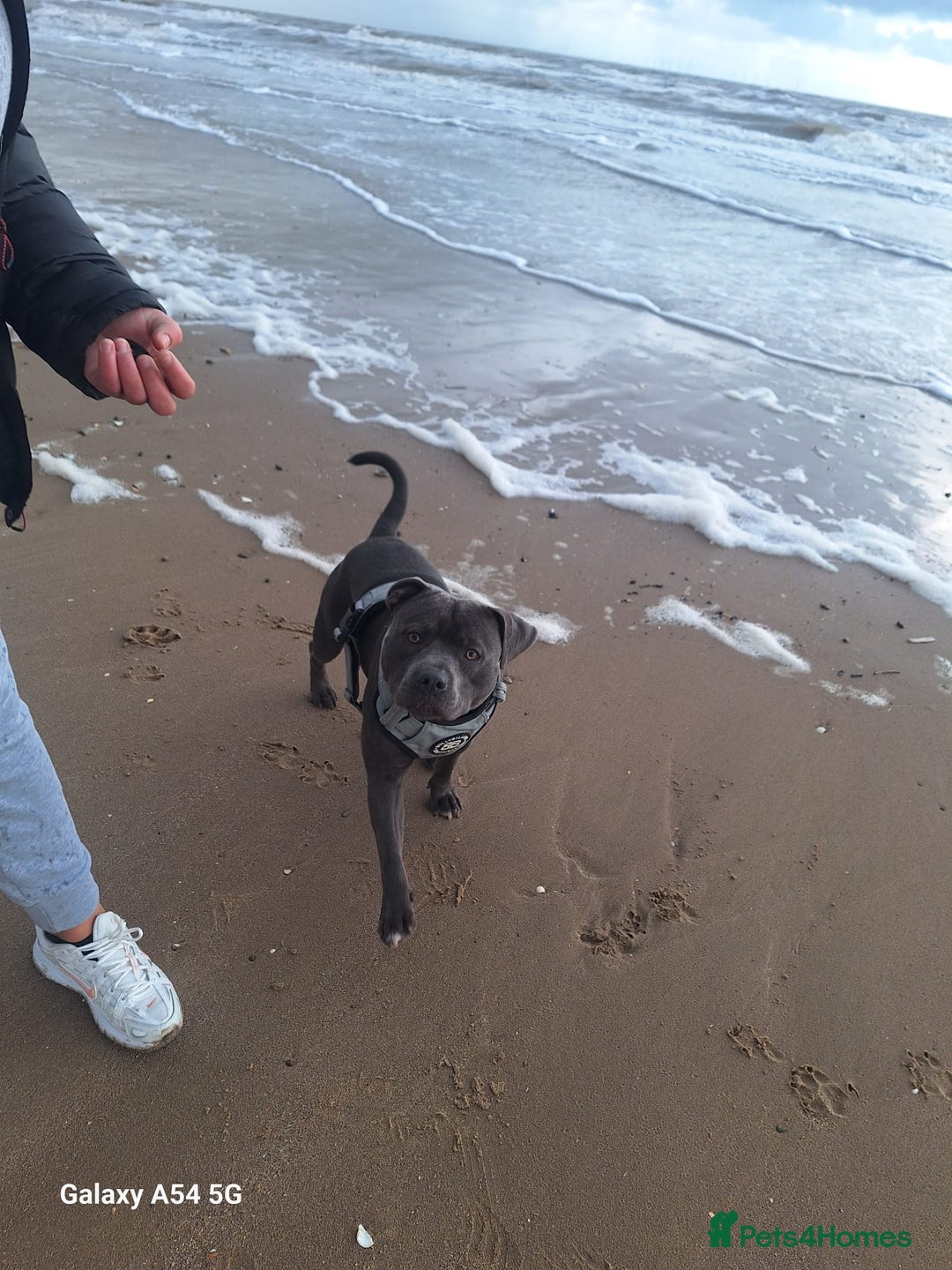 Staffordshire Bull Terrier dogs for stud: **FOR STUD** KC REGISTERED BLUE STAFF BULL TERRIOR - Advert 28