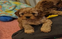 Cavapoo dogs for sale: toy f1 cavapoos for sale - Image 8